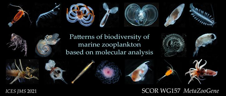 PDF) Seasonal succession of zooplankton taxonomic group